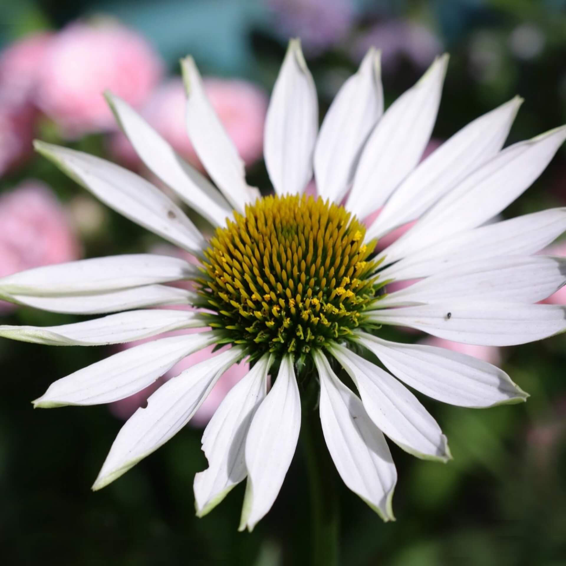 Scheinsonnenhut 'Virgin' (Echinacea purpurea 'Virgin')