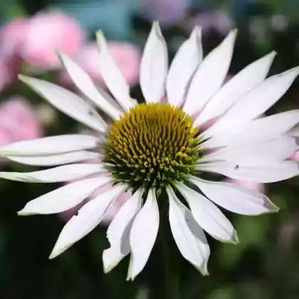 Foto von Scheinsonnenhut 'Virgin' (Echinacea purpurea 'Virgin')