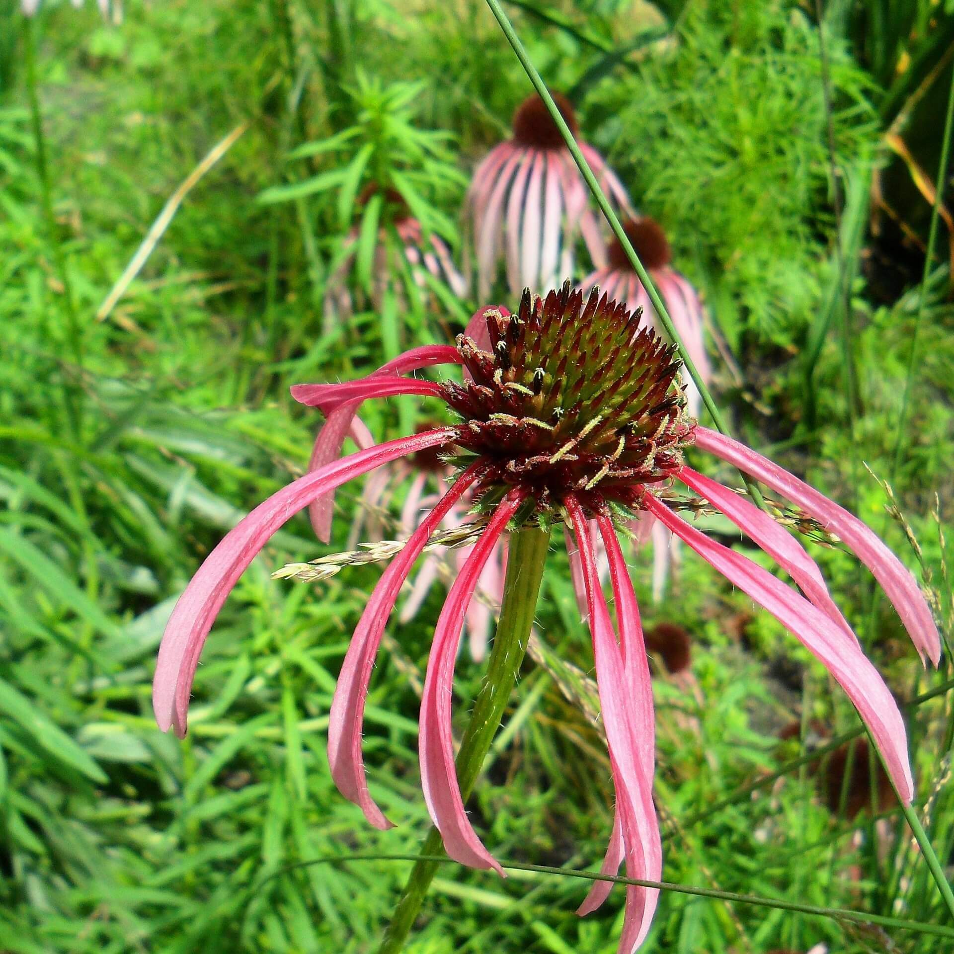 Heller Scheinsonnenhut (Echinacea simulata)