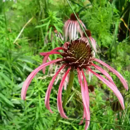 Foto von Heller Scheinsonnenhut (Echinacea simulata)