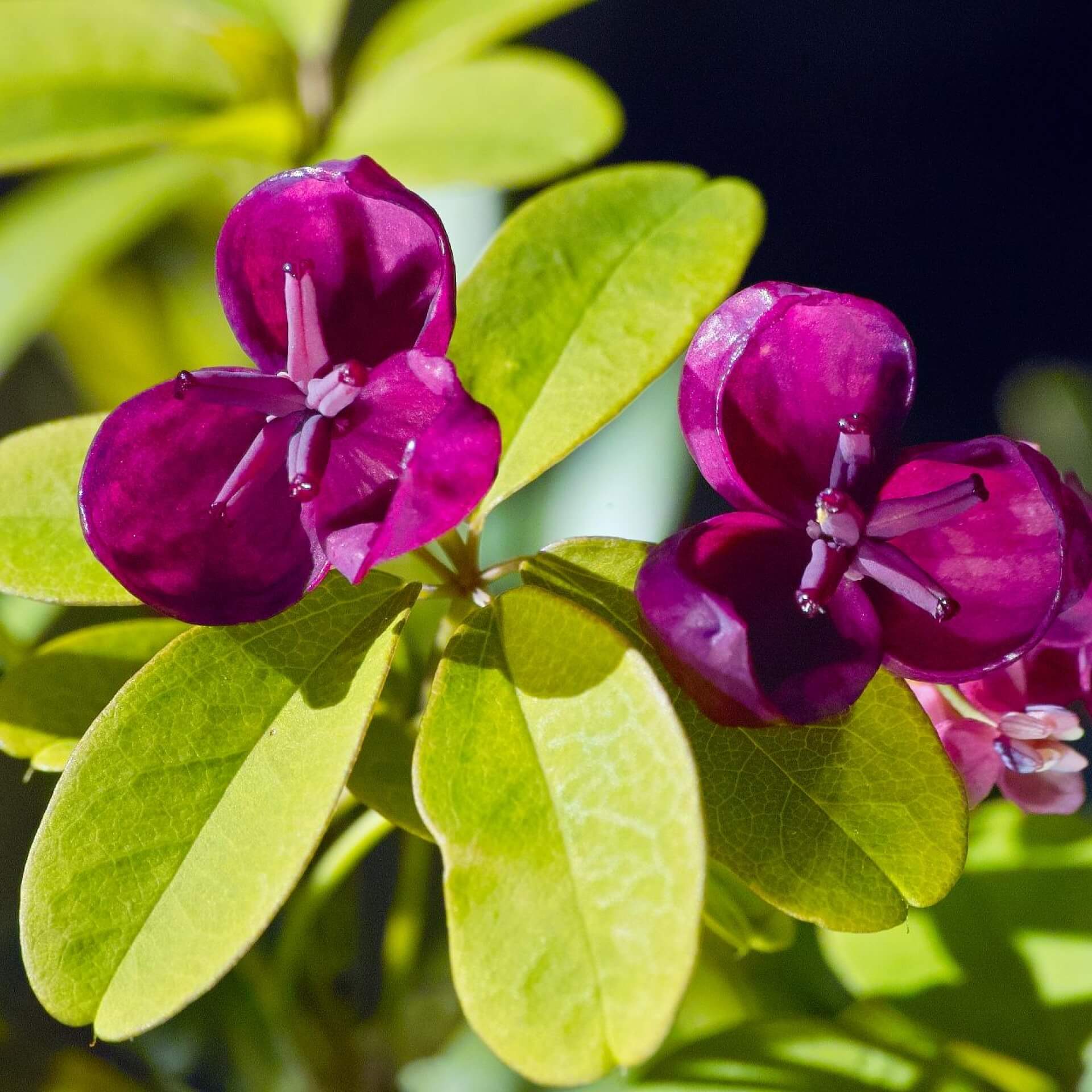 Fingerblättrige Akebie (Akebia quinata)