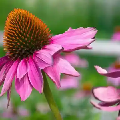 Foto von Tennessee Sonnenhut (Echinacea tennesseensis)
