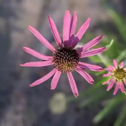 Foto von Tennessee-Sonnenhut 'Rocky Top Hybriden' (Echinacea tennesseensis 'Rocky Top Hybriden')