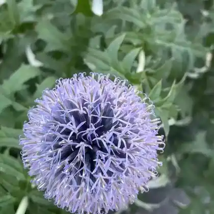 Foto von Banater Kugeldistel 'Blue Globe' (Echinops bannaticus 'Blue Globe')