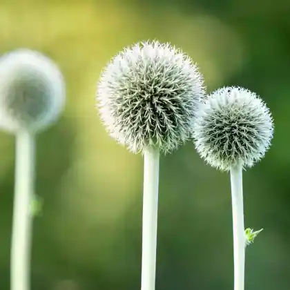 Foto von Banater Kugeldistel 'Star Frost' (Echinops bannaticus 'Star Frost')