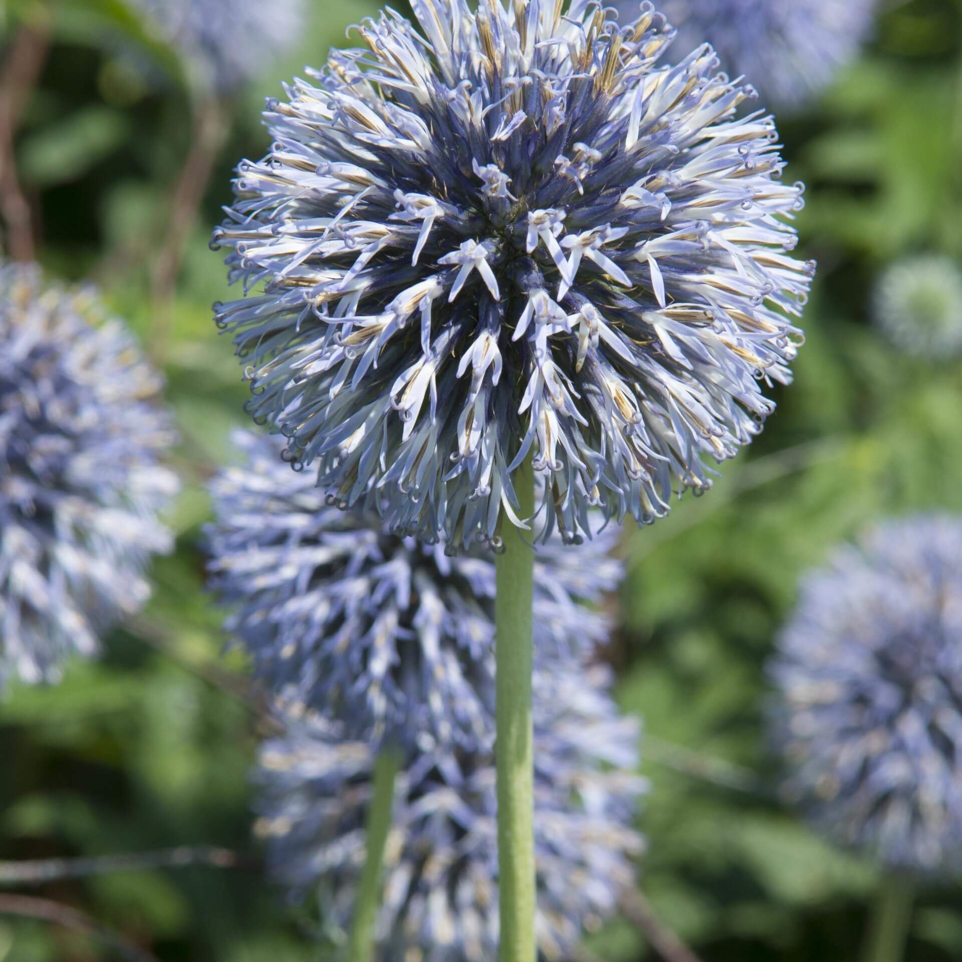 Banater Kugeldistel 'Taplow Blue' (Echinops bannaticus 'Taplow Blue')