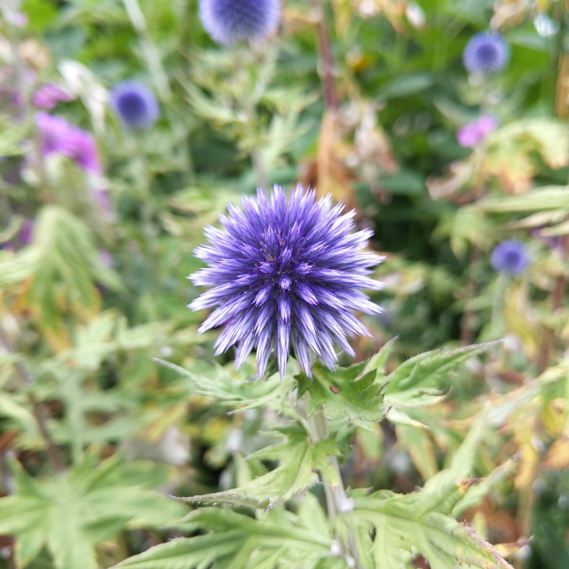 Banater Kugeldistel (Echinops bannaticus)