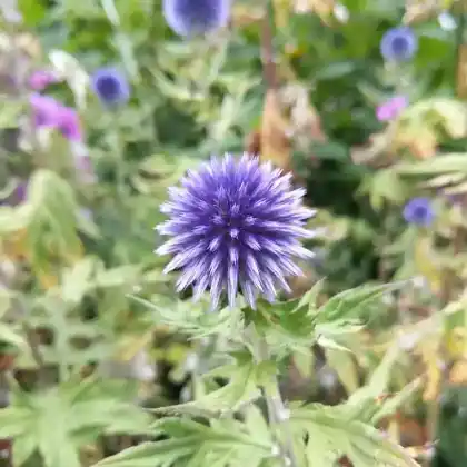 Foto von Banater Kugeldistel (Echinops bannaticus)