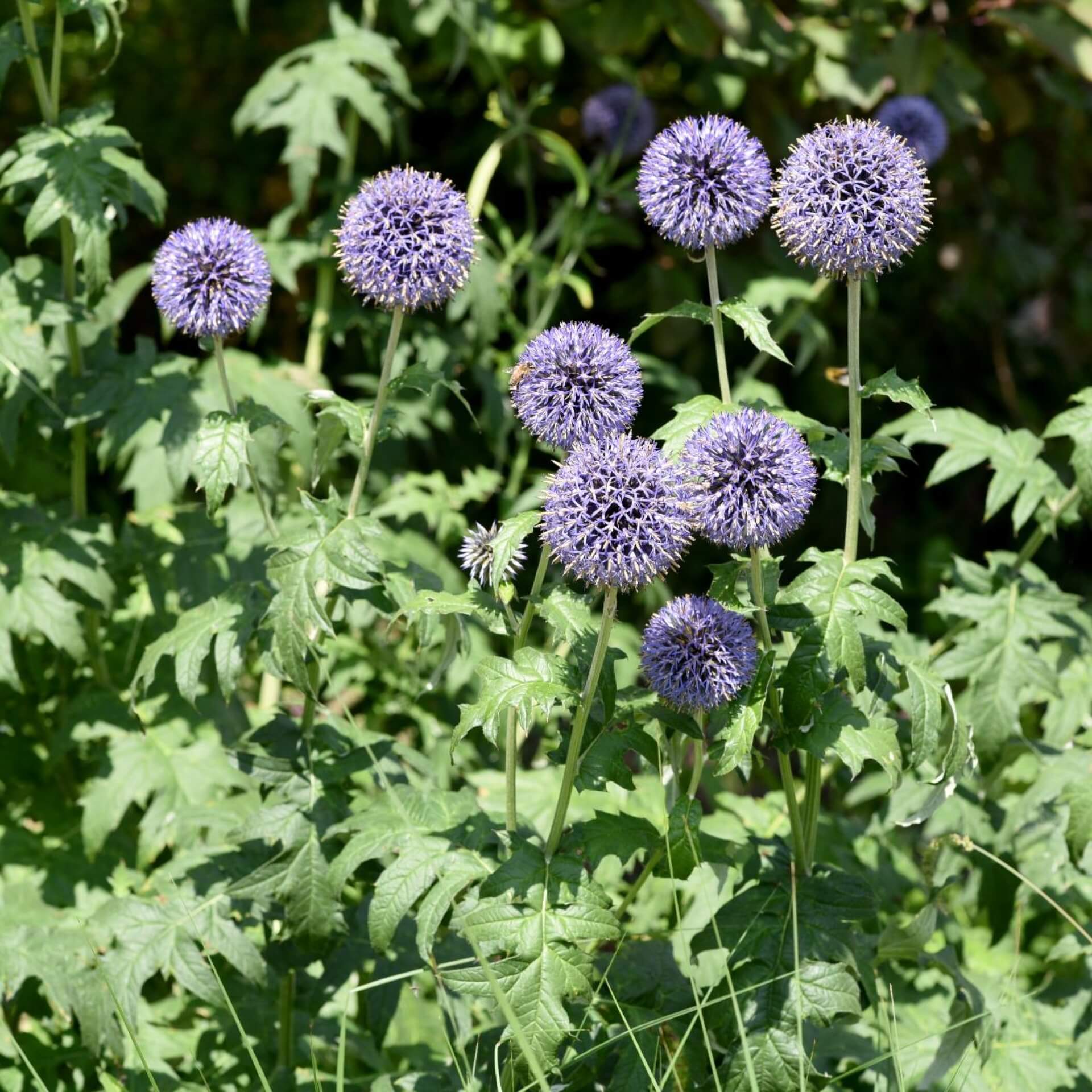 Ruthenische Kugeldistel (Echinops ritro)