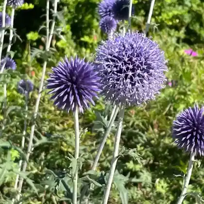 Foto von Veitchs-Kugeldistel 'Veitchs Blue' (Echinops ritro 'Veitch's Blue')