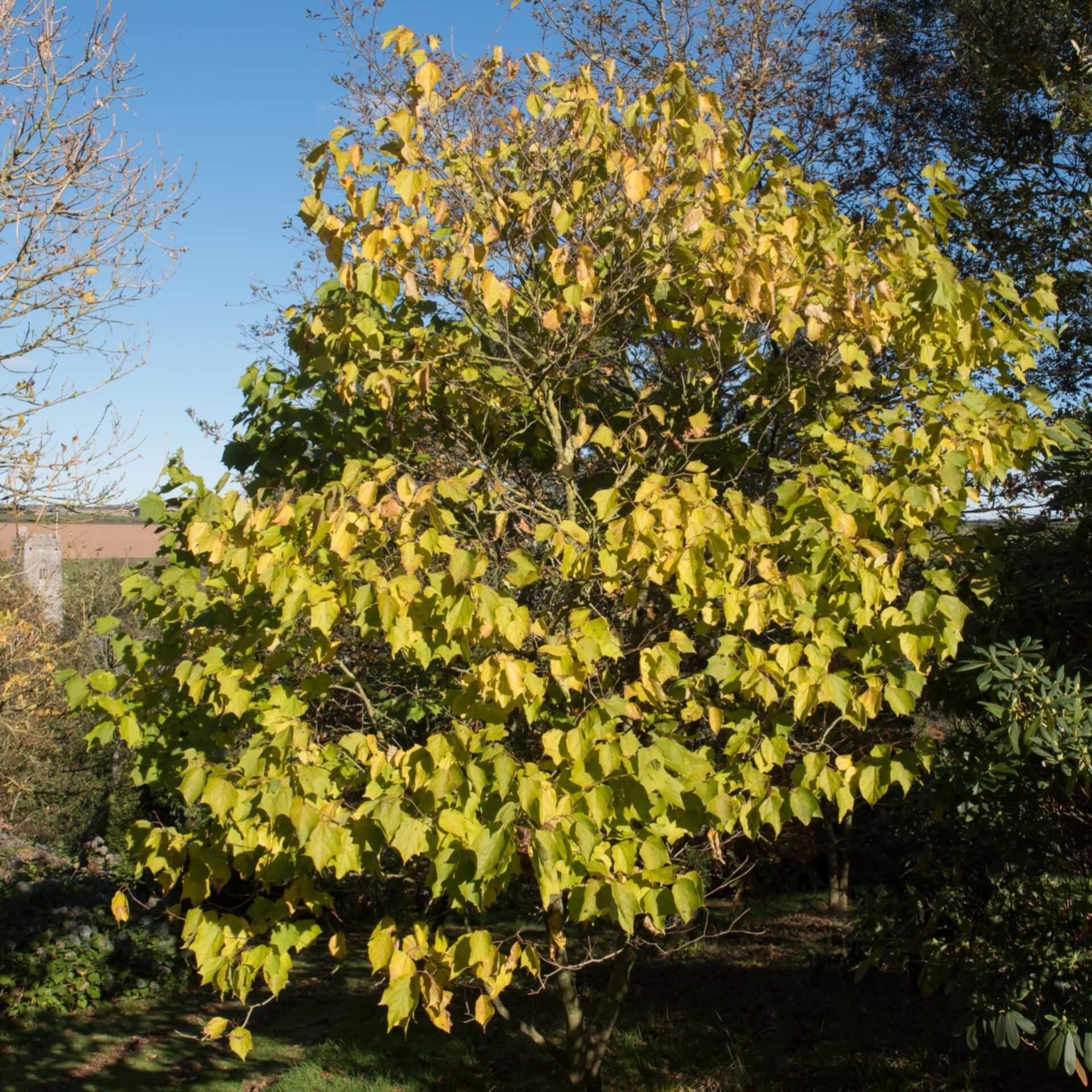 Platanenblättrige Alangie (Alangium platanifolium)