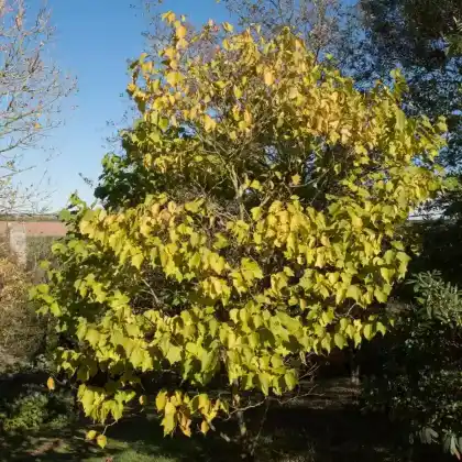 Foto von Platanenblättrige Alangie (Alangium platanifolium)