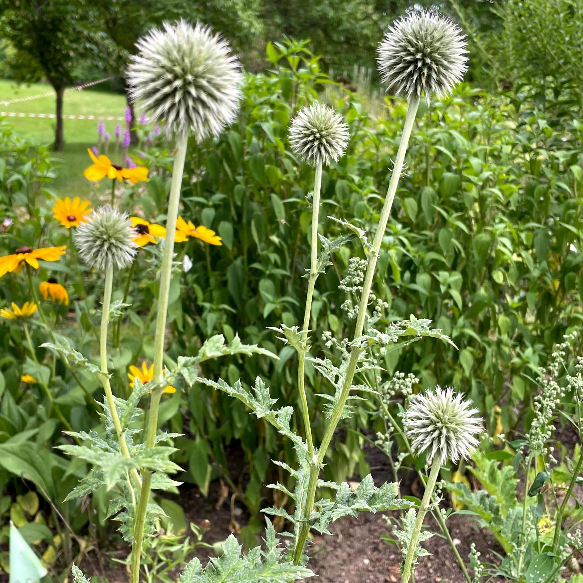 Drüsenblättrige Kugeldistel (Echinops sphaerocephalus)