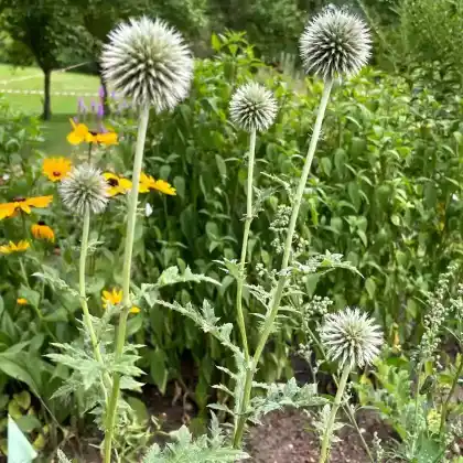 Foto von Drüsenblättrige Kugeldistel (Echinops sphaerocephalus)