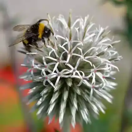 Foto von Kugeldistel 'Artic Glow' (Echinops sphaerocephalus 'Arctic Glow')
