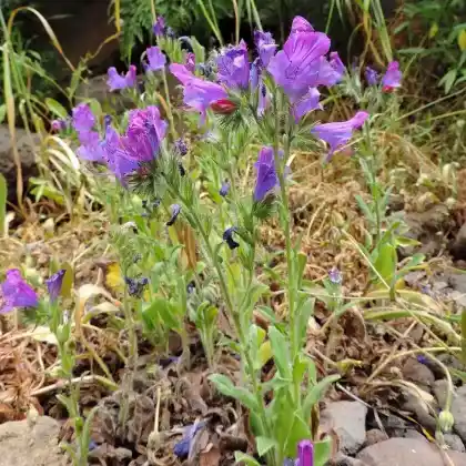 Foto von Wegerichblättriger Natternkopf (Echium plantagineum)