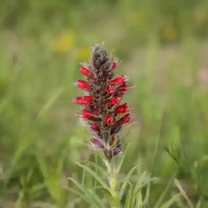 Foto von Russischer Natternkopf (Echium russicum)