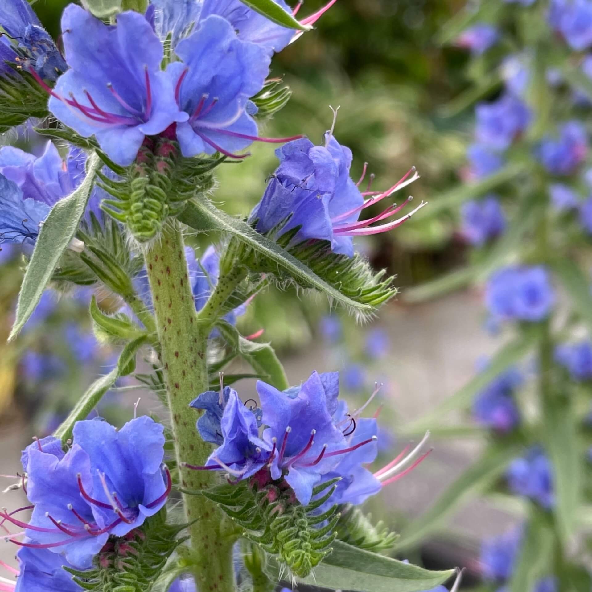 Gewöhnlicher Natternkopf (Echium vulgare)