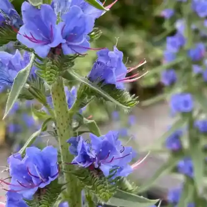 Foto von Gewöhnlicher Natternkopf (Echium vulgare)