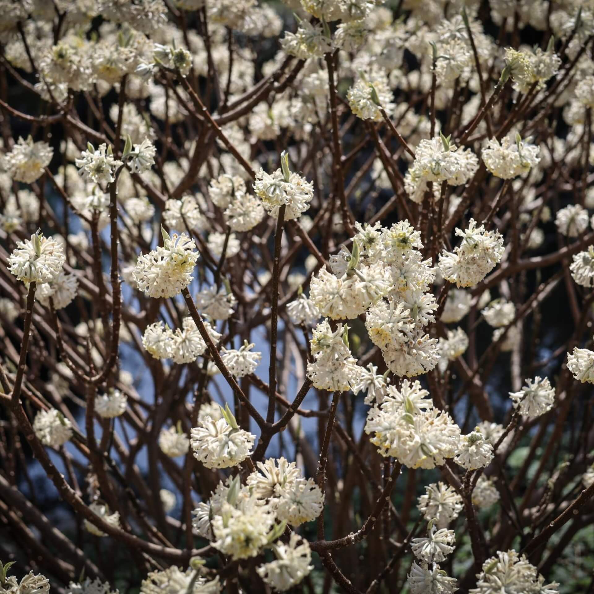 Japanischer Papierbusch (Edgeworthia chrysantha)