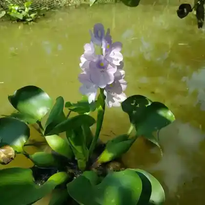 Foto von Dickstielige Wasserhyazinthe (Eichhornia crassipes)