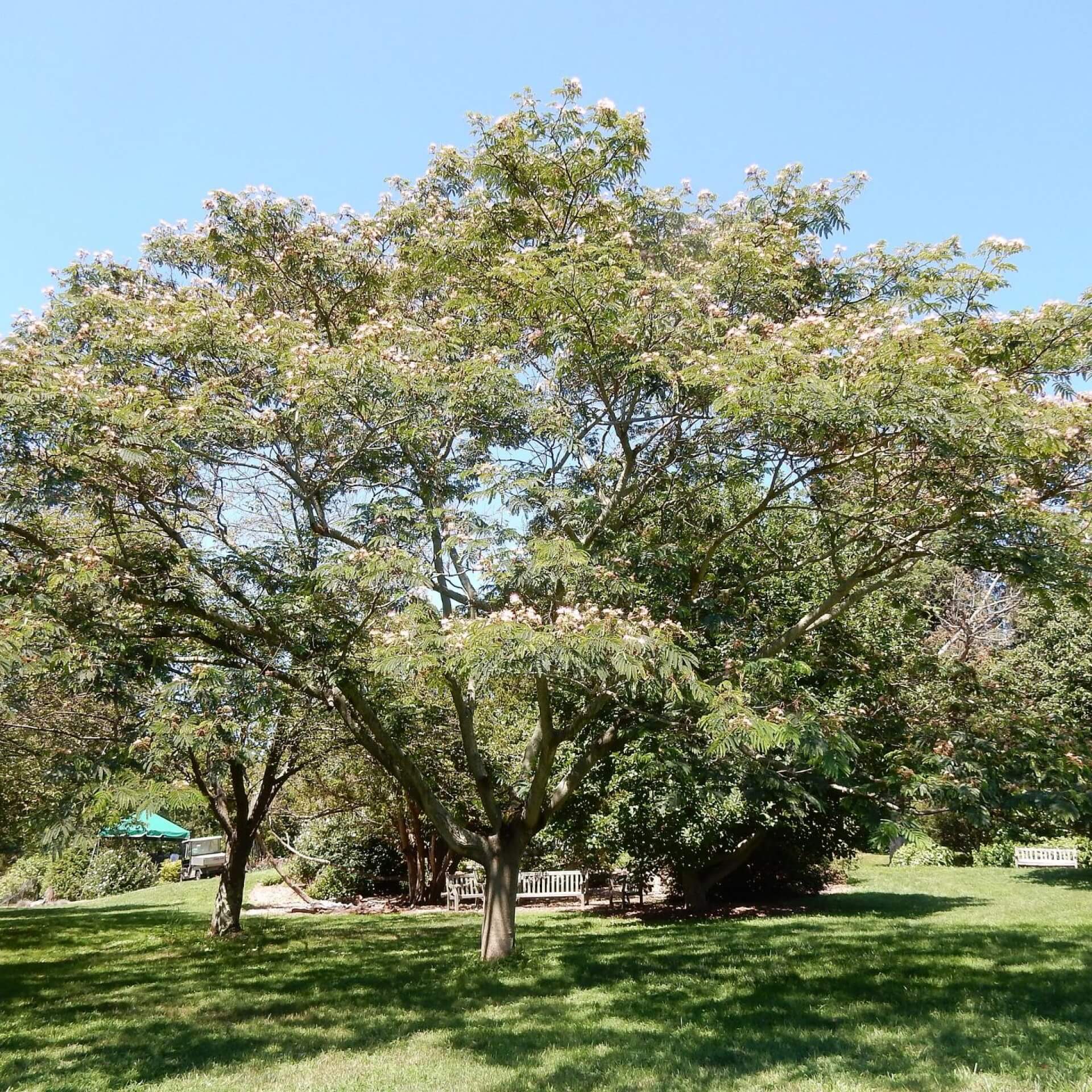 Seidenbaum (Albizia julibrissin)