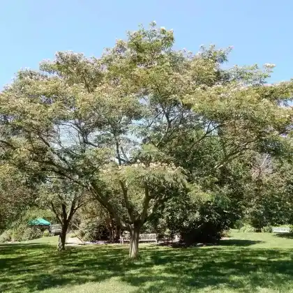 Foto von Seidenbaum (Albizia julibrissin)
