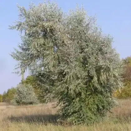 Foto von Schmalblättrige Ölweide (Elaeagnus angustifolia)