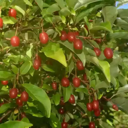 Foto von Vielblütige Ölweide (Elaeagnus multiflora)