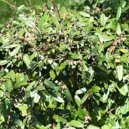 Foto von Dornige Ölweide (Elaeagnus pungens)
