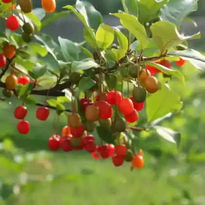 Foto von Schirm-Ölweide (Elaeagnus umbellata)