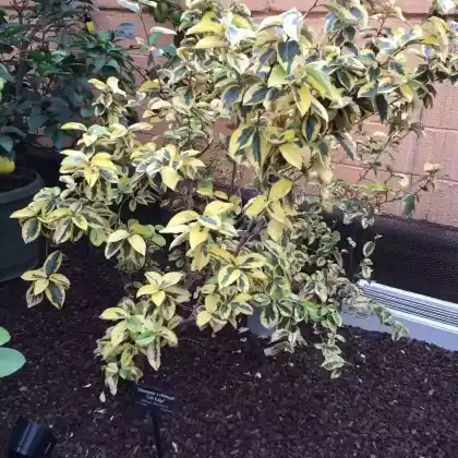 Foto von Wintergrüne Ölweide (Elaeagnus x ebbingei)