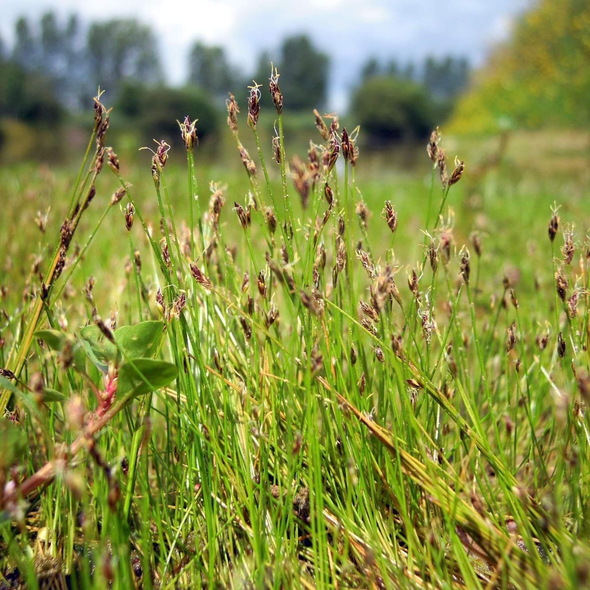 Nadel-Sumpfbinse (Eleocharis acicularis)