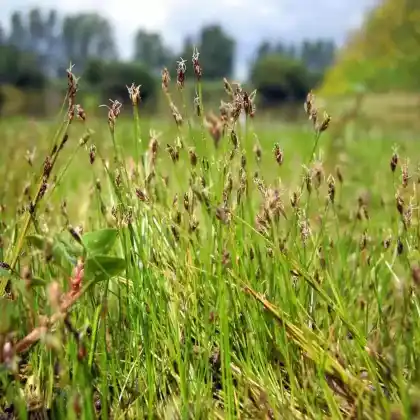 Foto von Nadel-Sumpfbinse (Eleocharis acicularis)