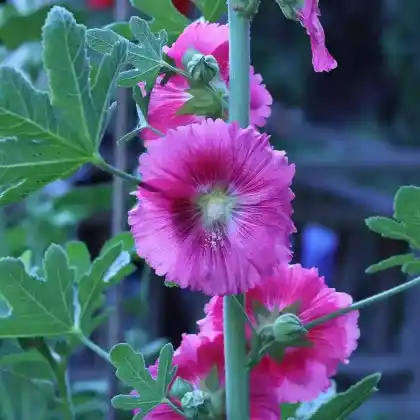 Foto von Feigenblättrige Stockrose (Alcea ficifolia)