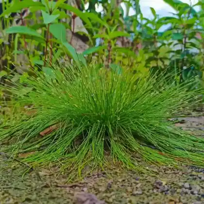 Foto von Echte Sumpfbinse (Eleocharis palustris)