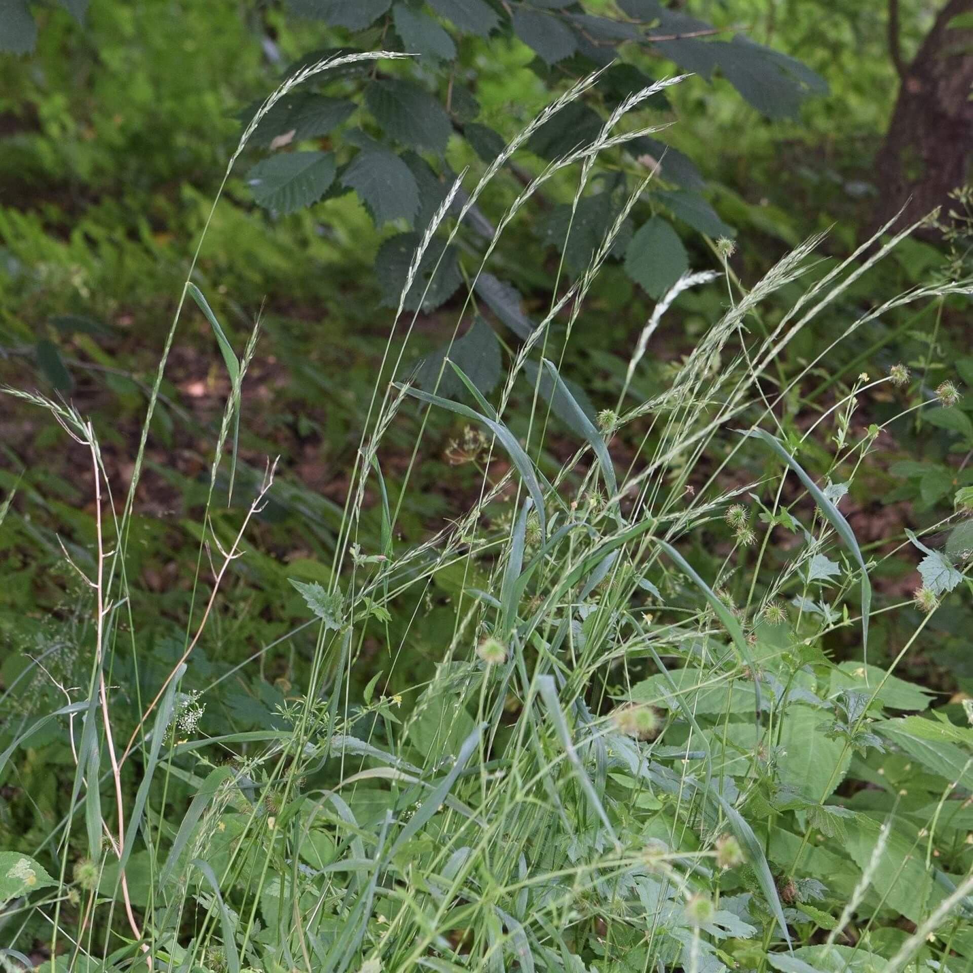 Hunds-Quecke (Elymus caninus)