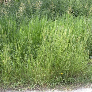 Elymus repens