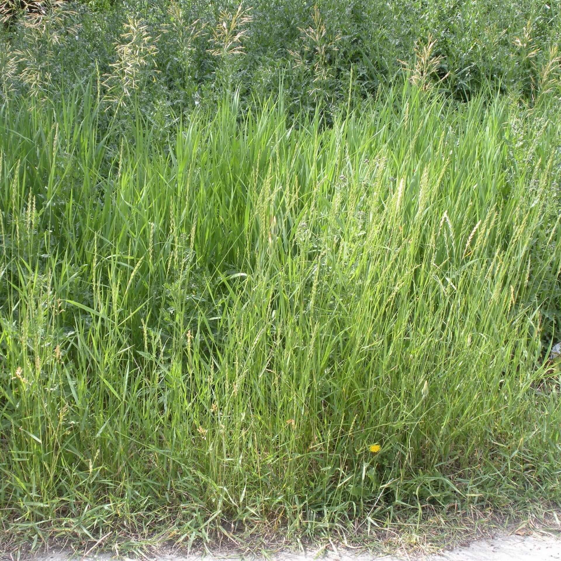 Gewöhnliche Quecke (Elymus repens)