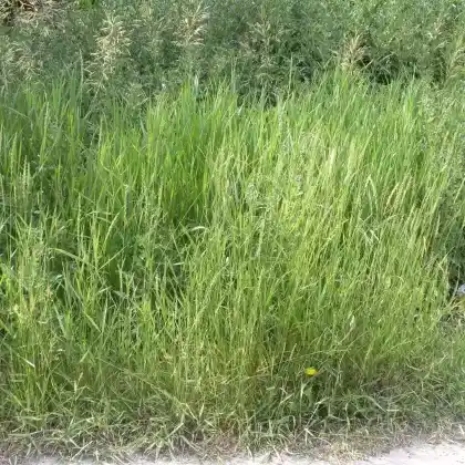 Foto von Gewöhnliche Quecke (Elymus repens)