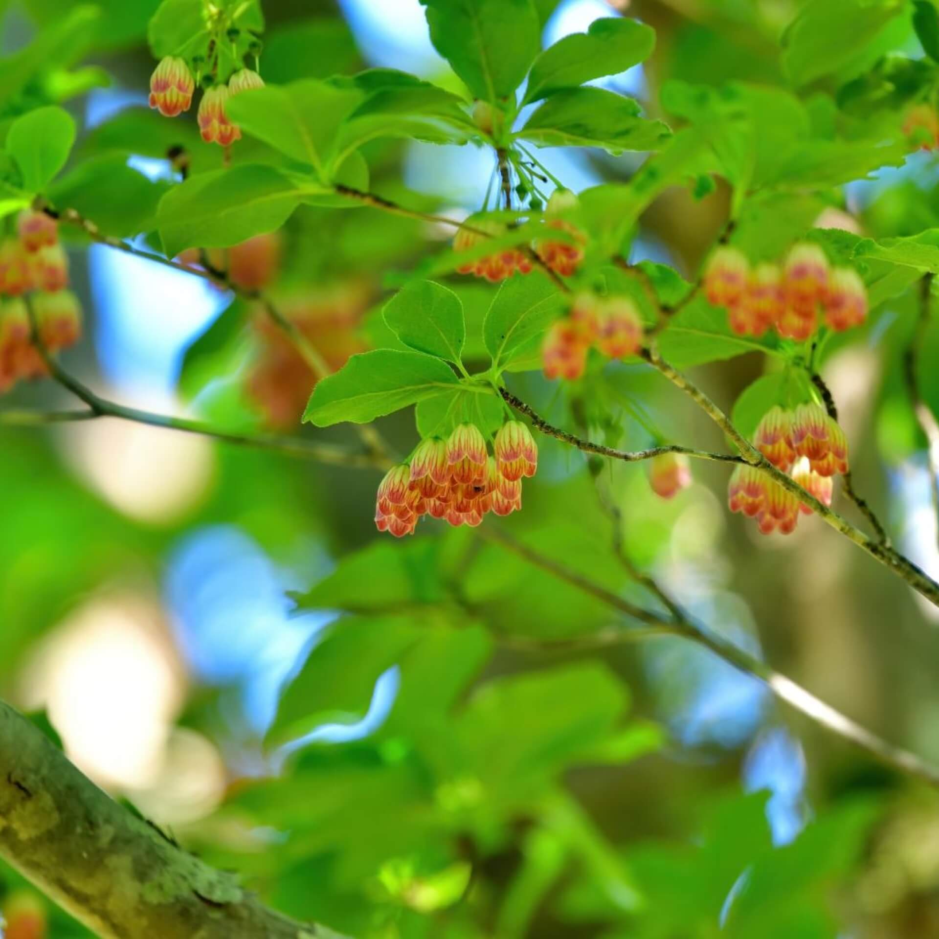 Japanische Prachtglocke (Enkianthus campanulatus)