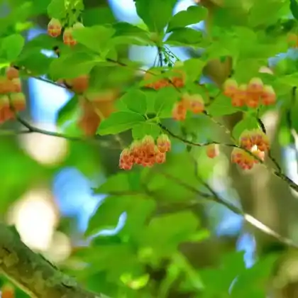 Foto von Japanische Prachtglocke (Enkianthus campanulatus)