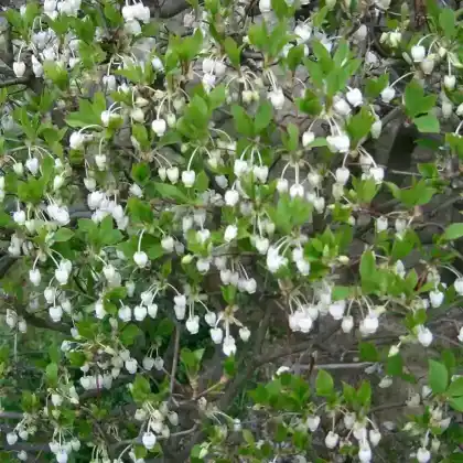 Foto von Frühblühende Prachtglocke (Enkianthus perulatus)