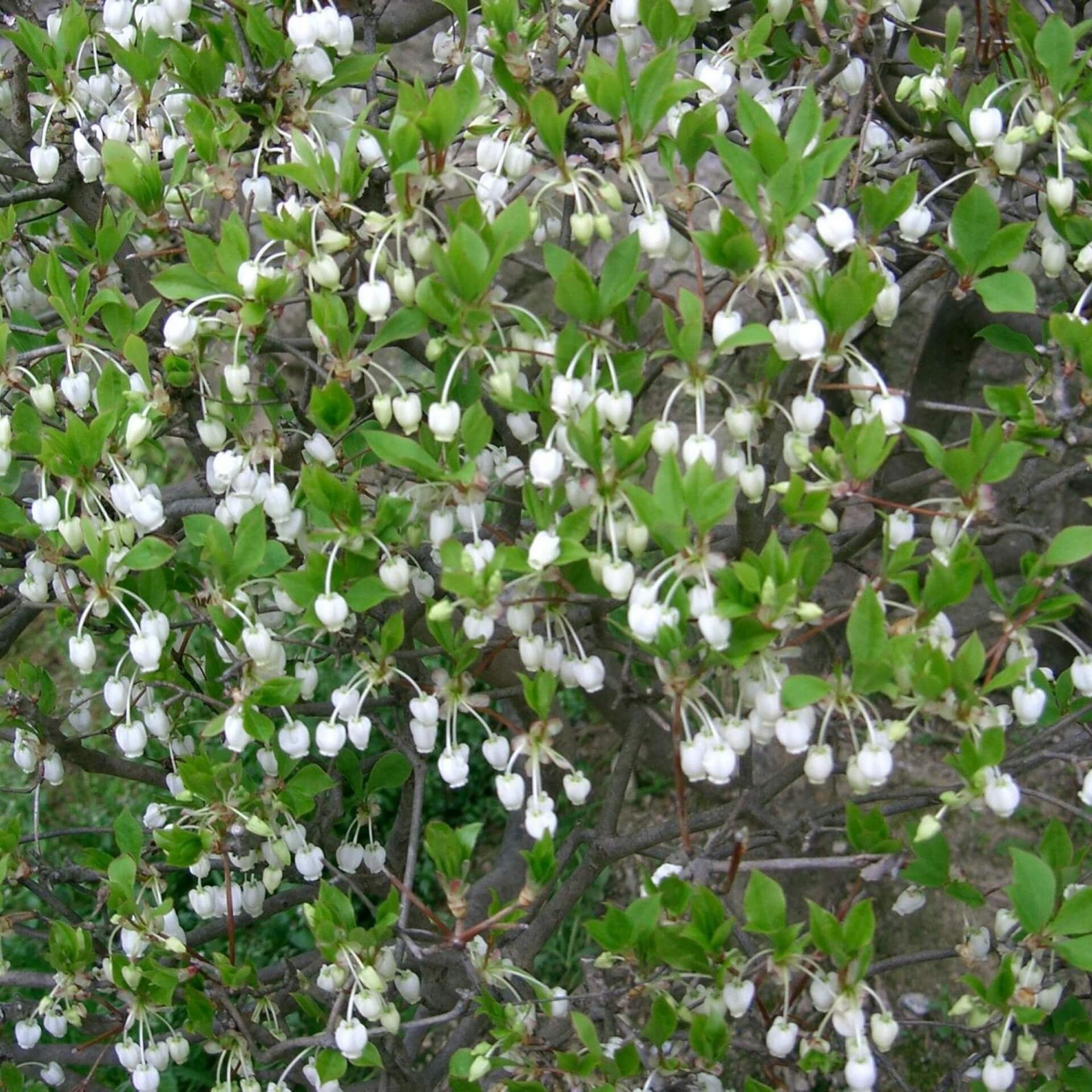 Frühblühende Prachtglocke / Enkianthus perulatus