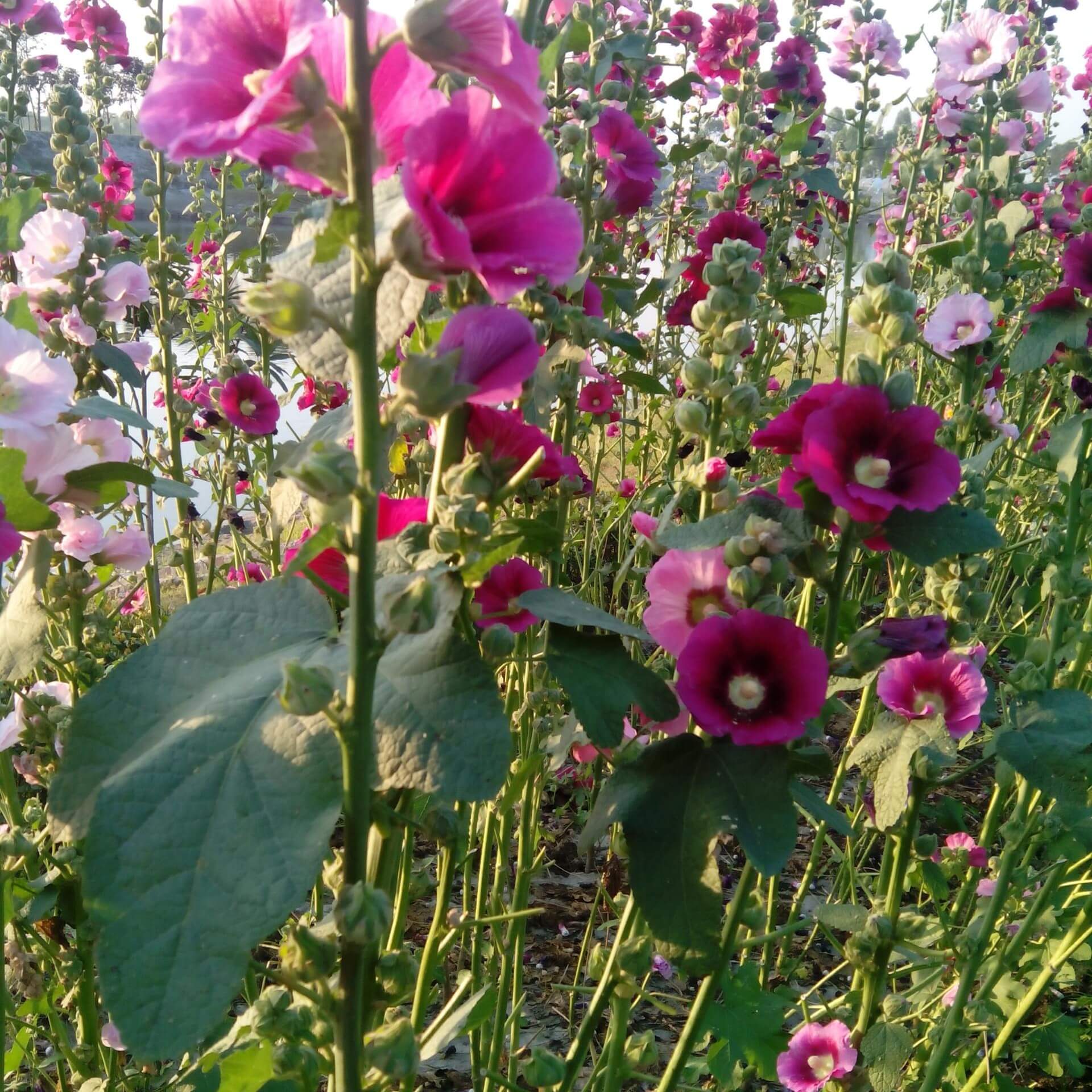 Garten-Stockrose (Alcea rosea)