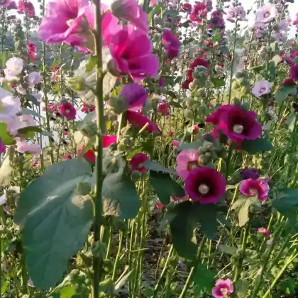 Foto von Garten-Stockrose (Alcea rosea)