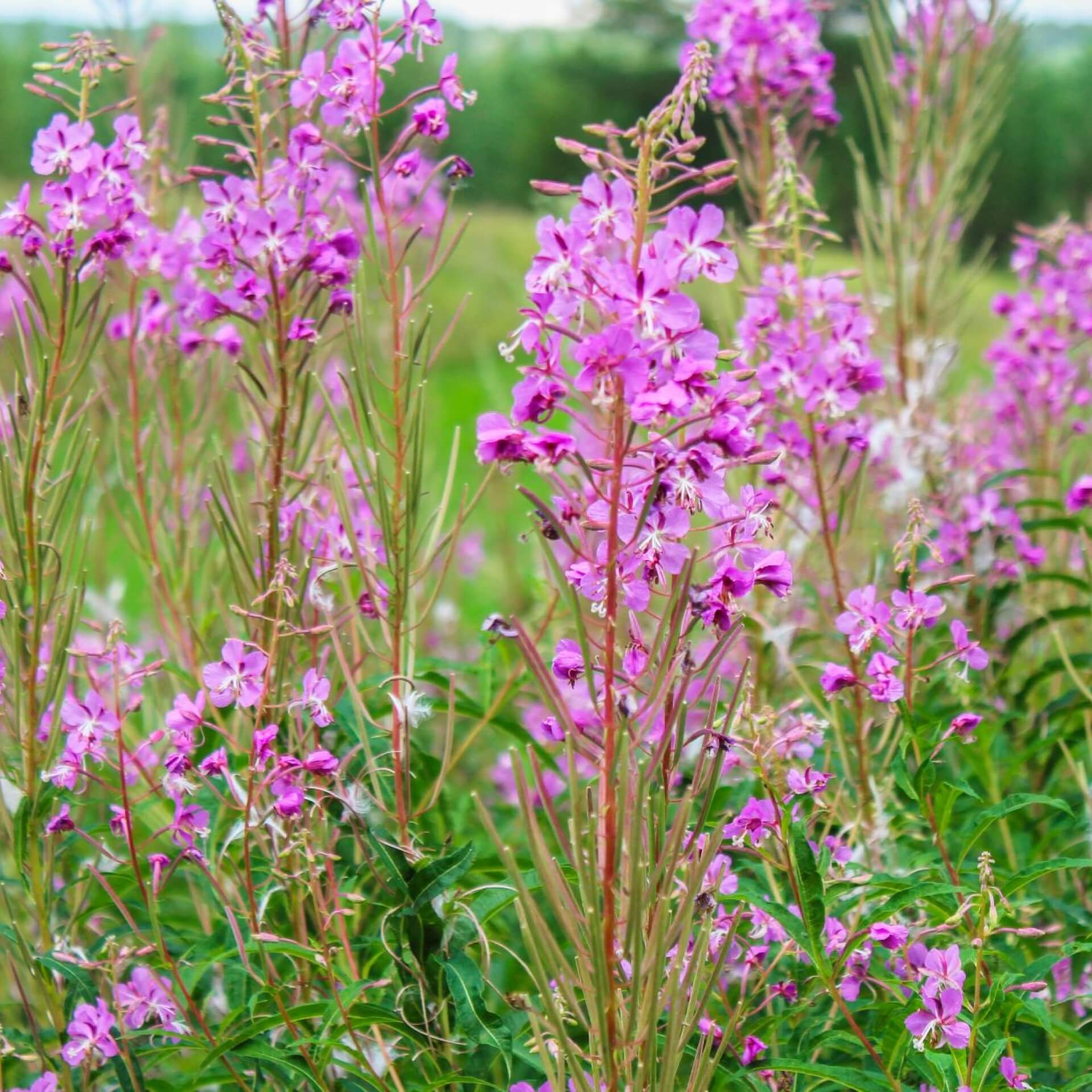 Schmalblättriges Weidenröschen (Epilobium angustifolium)