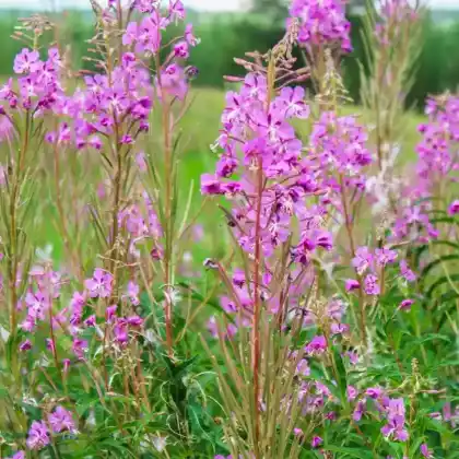Foto von Schmalblättriges Weidenröschen (Epilobium angustifolium)