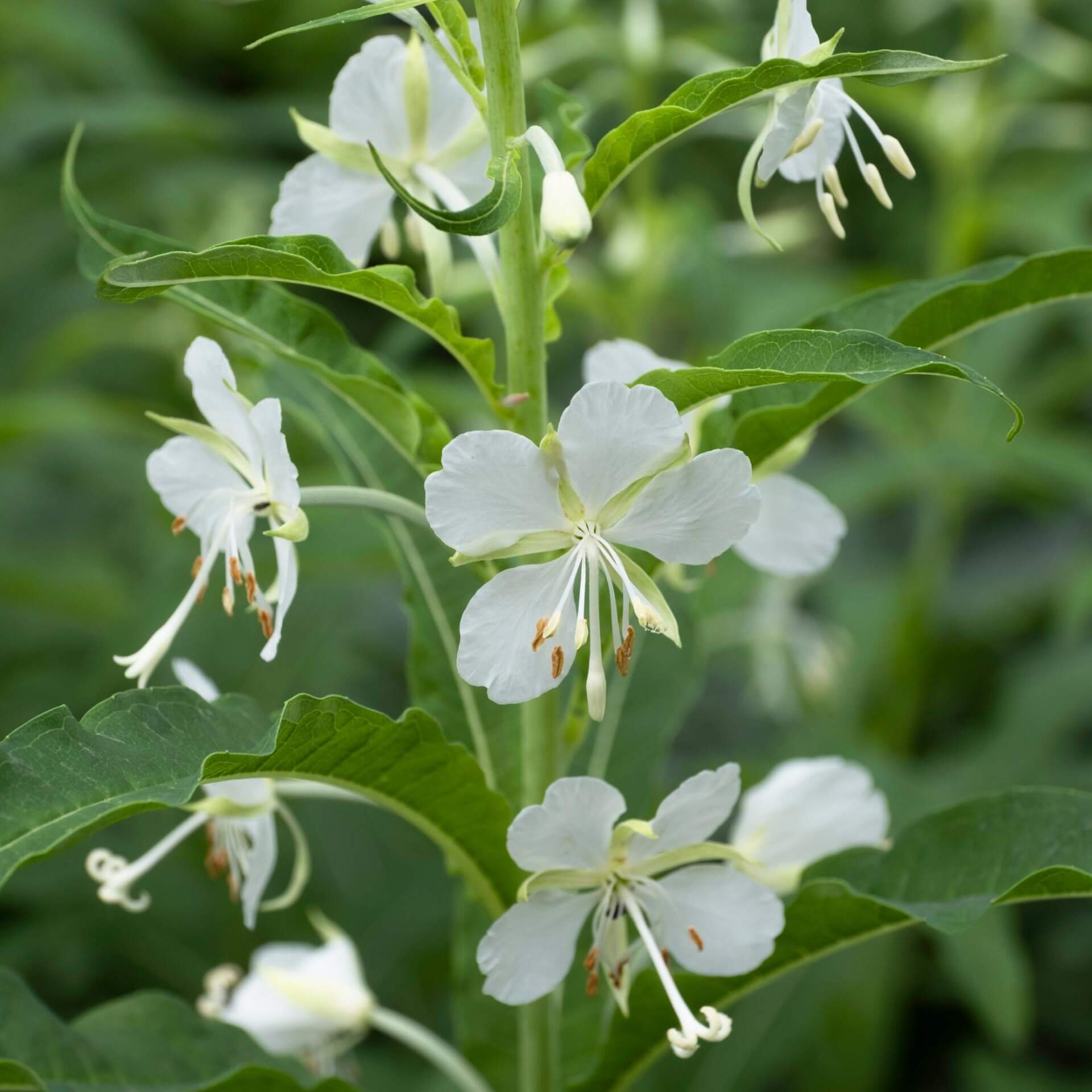 Weißes Weidenröschen (Epilobium angustifolium 'Album')