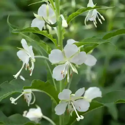 Foto von Weißes Weidenröschen (Epilobium angustifolium 'Album')